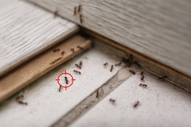 Best Pest Inspection Near Me  in Osprey, FL