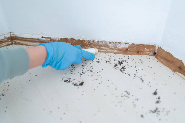 Best Residential Pest Control  in Osprey, FL